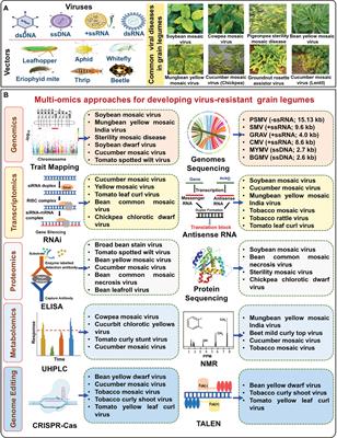 Major viral diseases in grain legumes: designing disease resistant legumes from plant breeding and OMICS integration